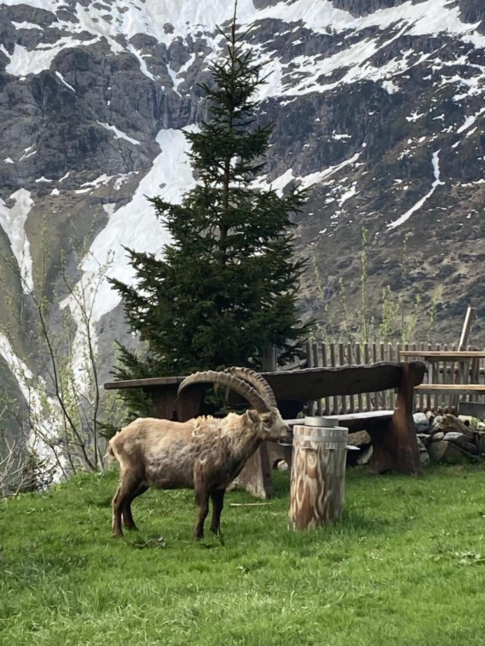 מלון שטכלברג Berggasthaus Tschingelhorn מראה חיצוני תמונה